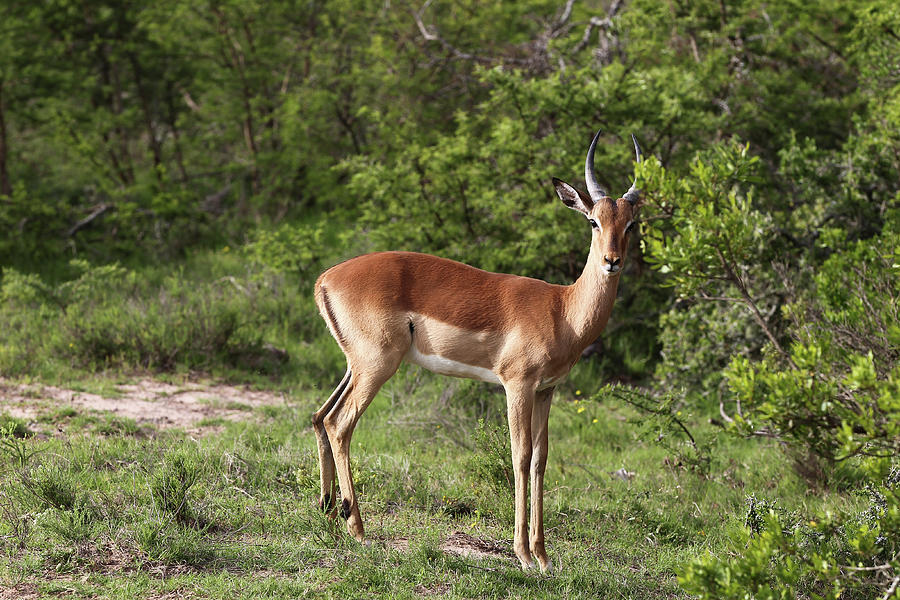 Animal Photograph - African Impala 19 by Bob Langrish