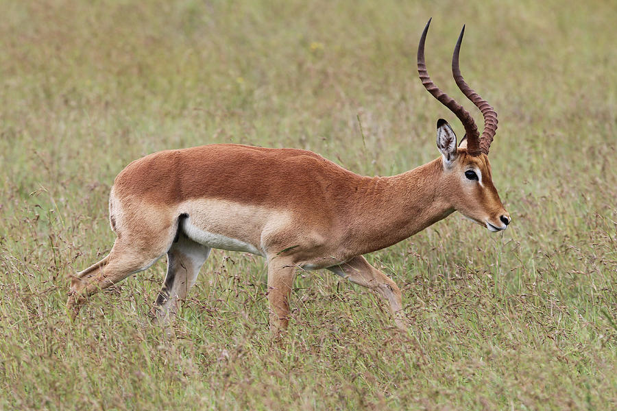 Animal Photograph - African Impala 20 by Bob Langrish