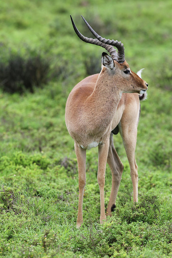Animal Photograph - African Impala 21 by Bob Langrish