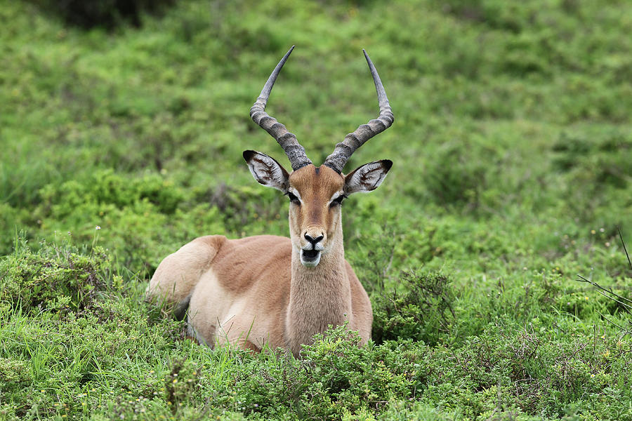 Animal Photograph - African Impala 22 by Bob Langrish