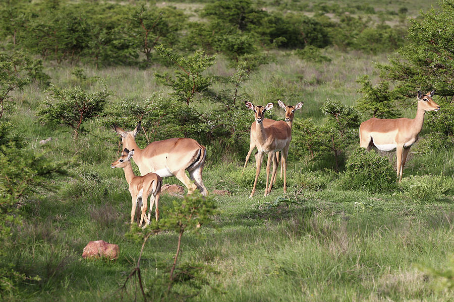 Animal Photograph - African Impala 25 by Bob Langrish