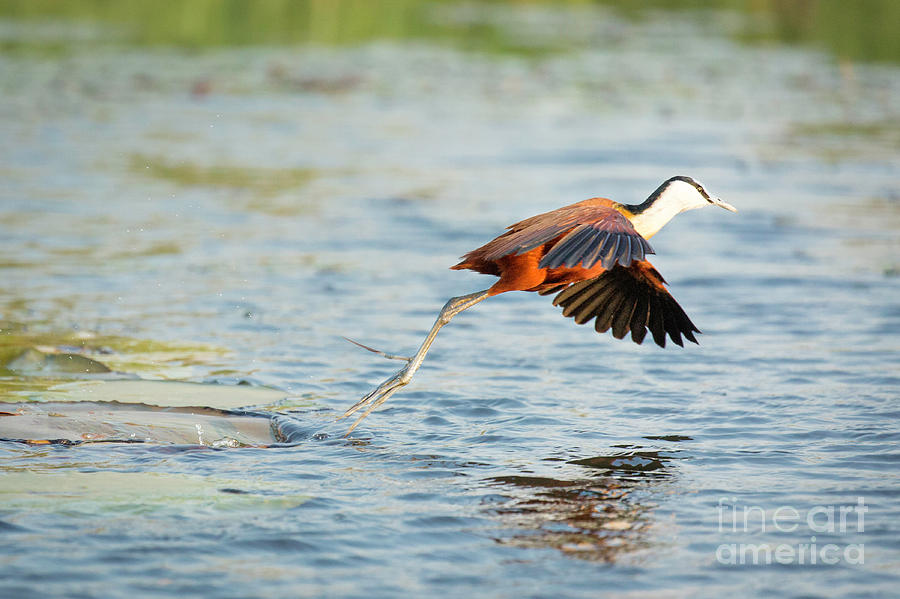 African Jacana Photograph by Timothy Hacker