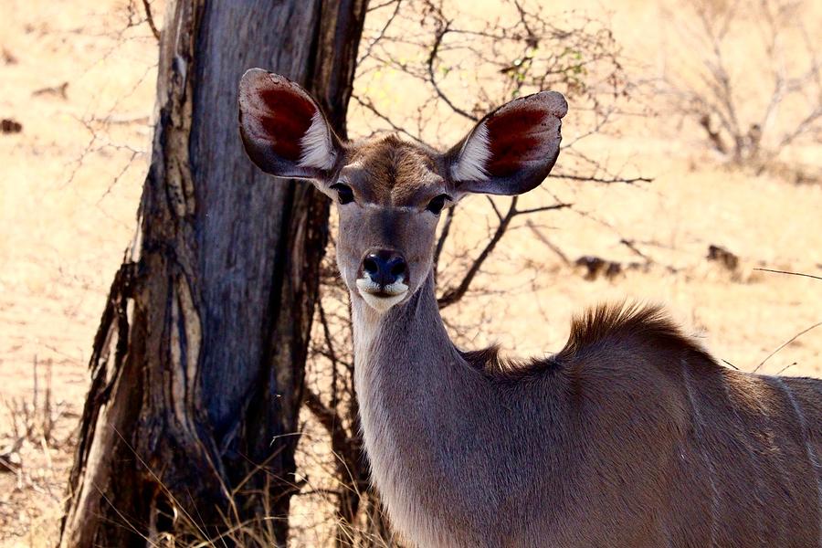 Prints Photograph - African Kudu by Art Craft Prints Photograph - African Kudu by Art Craft