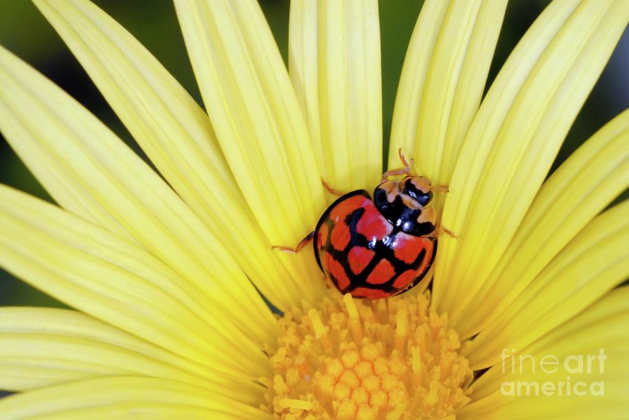 African Ladybird In A Yellow Daisy Photograph by Peter Chadwick/science Photo Library