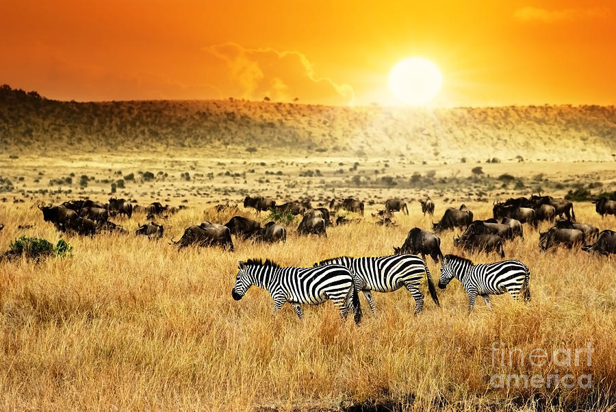 African Landscape Zebras Herd Photograph By Oleg Znamenskiy Fine Art America
