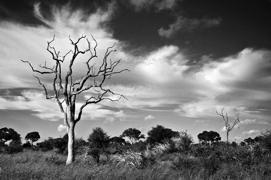 African Landscape,black And White Photograph by Pal Teravagimov Photography