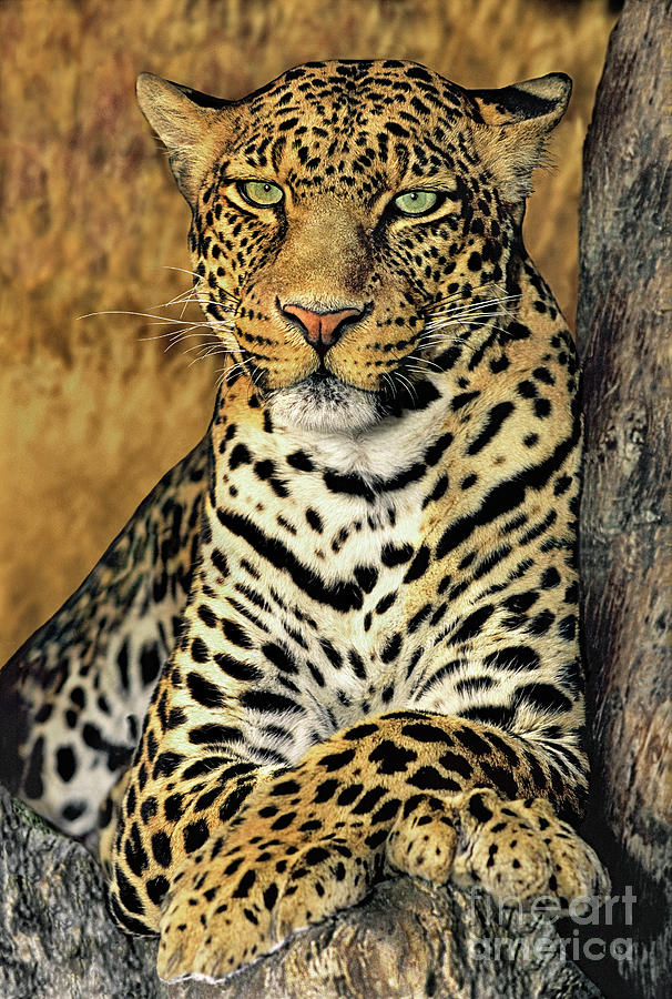 African Leopard Portrait Wildlife Rescue Photograph by Dave Welling