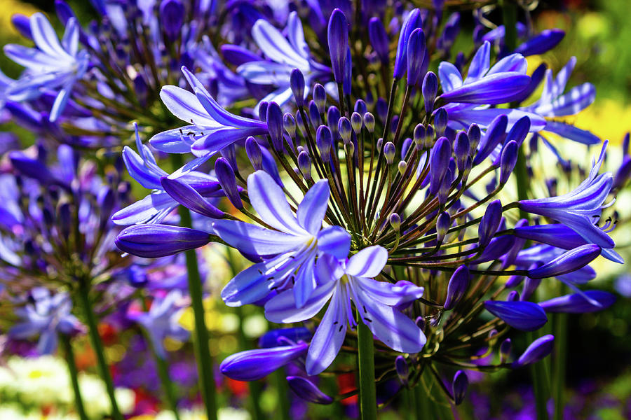 African Lily Photograph by Aashish Vaidya