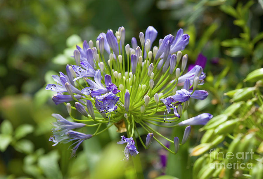 African Lily, Agapanthus africanus Photograph by Felix Lai