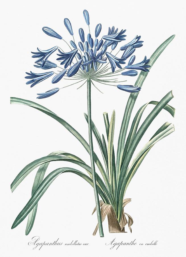 Nature Painting - African lily illustration from Les liliacees  1805  by Pierre Joseph Redoute  1759-1840  by Celestial Images