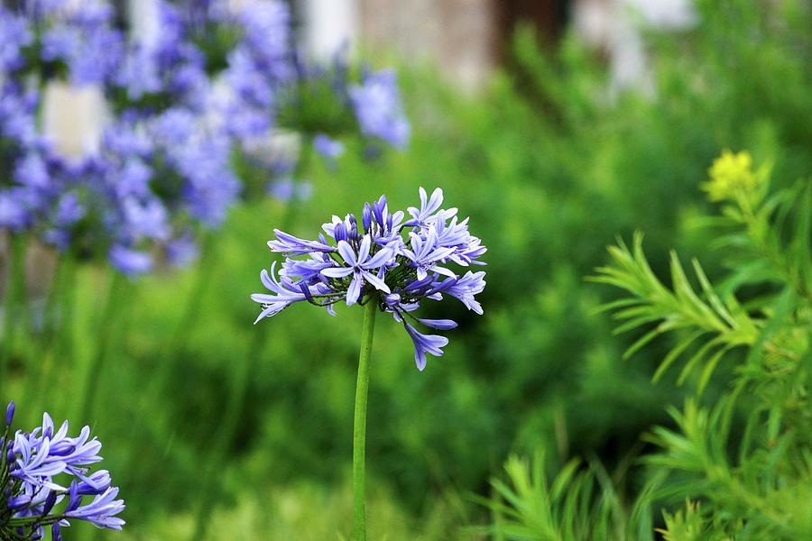 African Lily In Garden agapanthus blue Triumphator Photograph by Angelica Linnhoff