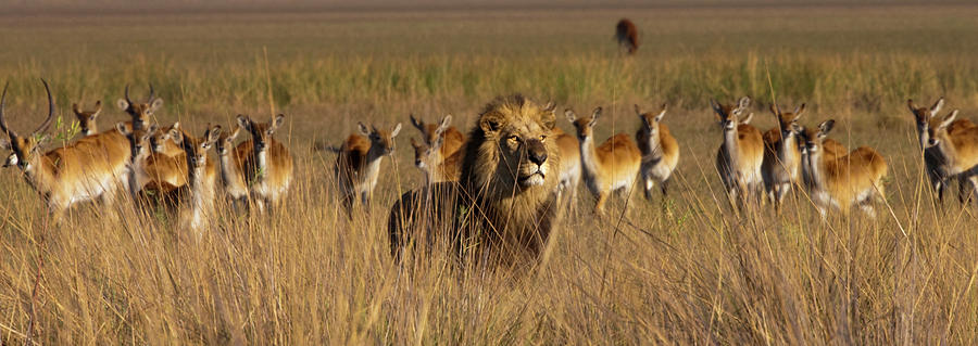 African Lion And Lechwe, Duba Plains Photograph by Mint Images - Art Wolfe