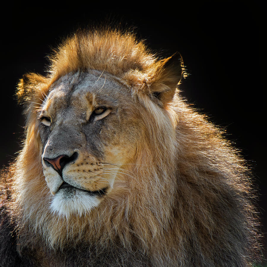 African Lion Photograph by Arterra Picture Library