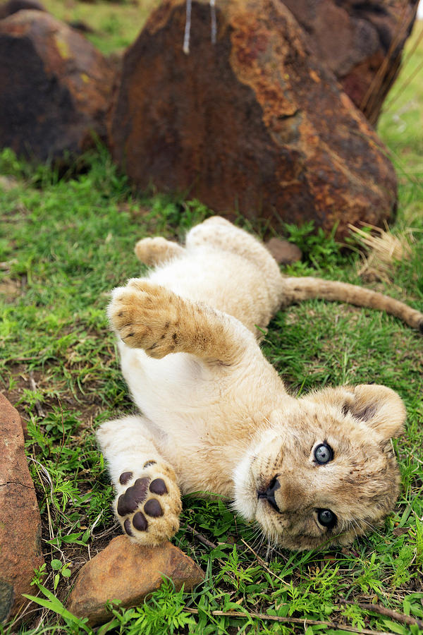 African Lion Cub Panthera Leo South Photograph by Nhpa