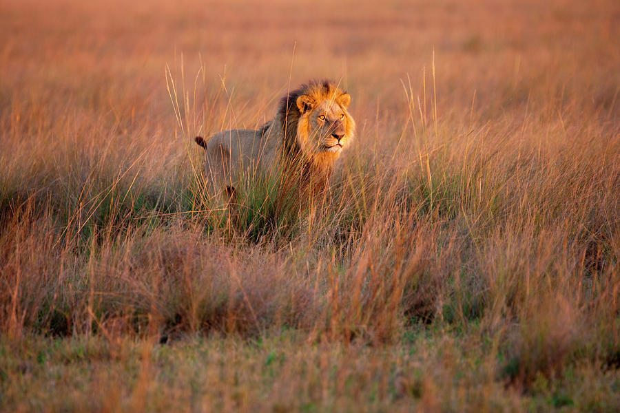 African Lion, Duba Plains, Botswana Photograph by Mint Images/ Art Wolfe