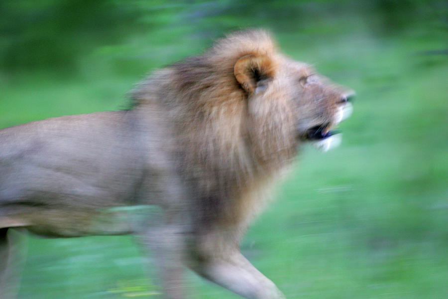 African Lion Hunts in Okavango Botswana Photograph by Thomas White