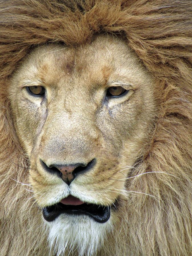 African Lion - Male - Mane Attraction 03 Photograph by Pamela Critchlow ...