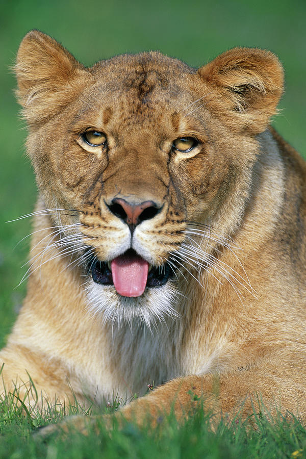 African Lion Panthera Leo Female Panting Photograph by Nhpa