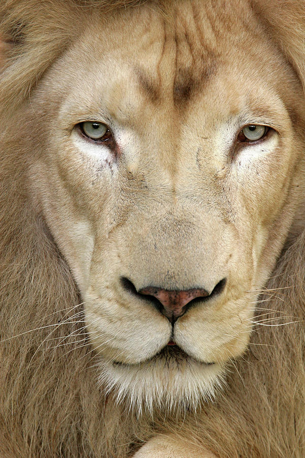 African Lion Photograph by Thedman