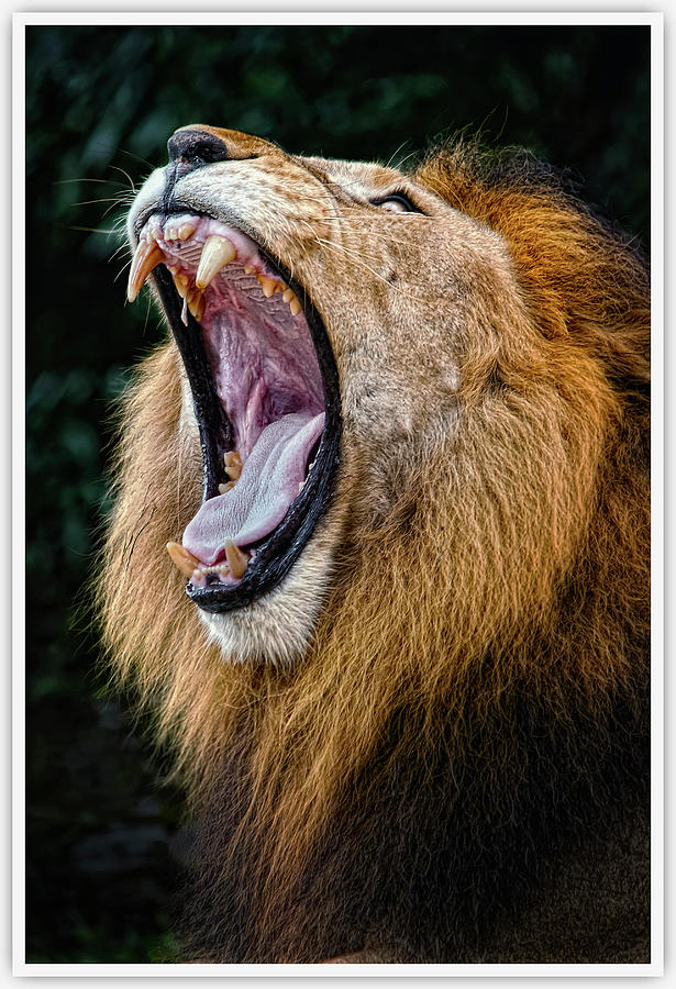 African Lion Photograph by Vins Image