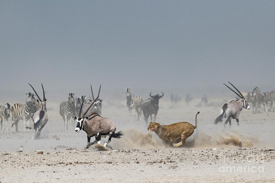 African Lioness Chasing An Oryx Photograph by Tony Camacho/science Photo Library