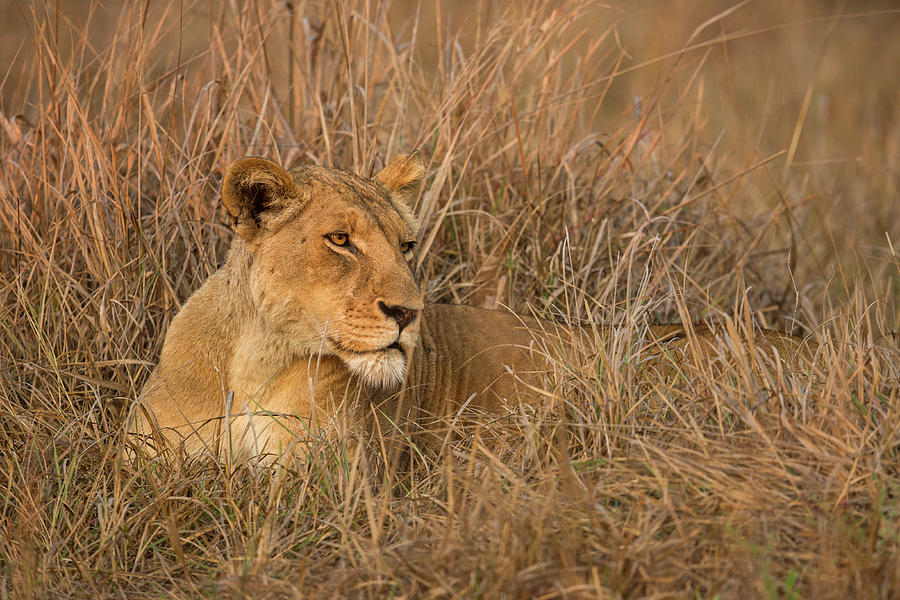 African Lioness In Kafue National Park Photograph by Sebastian Kennerknecht