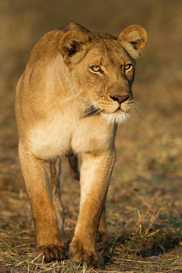 African Lioness Stalking Photograph by Sebastian Kennerknecht