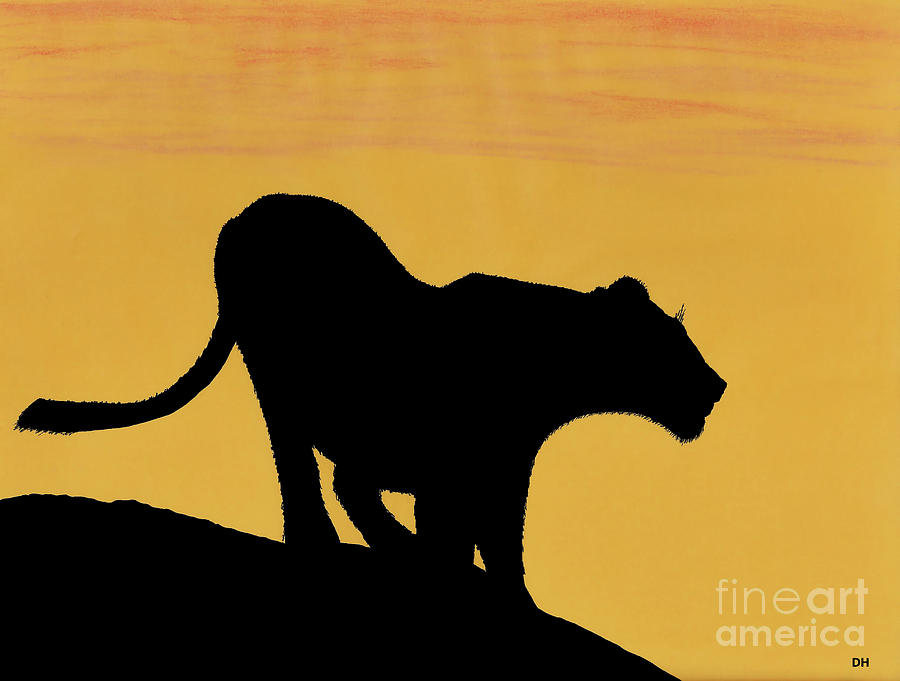 African Lioness Sunset Drawing by D Hackett