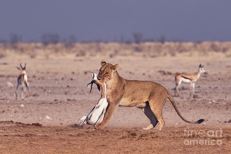 African Lioness With Springbok Prey Photograph by Tony Camacho/science Photo Library