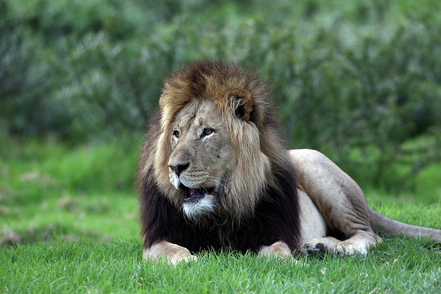 Animal Photograph - African Lions 003 by Bob Langrish
