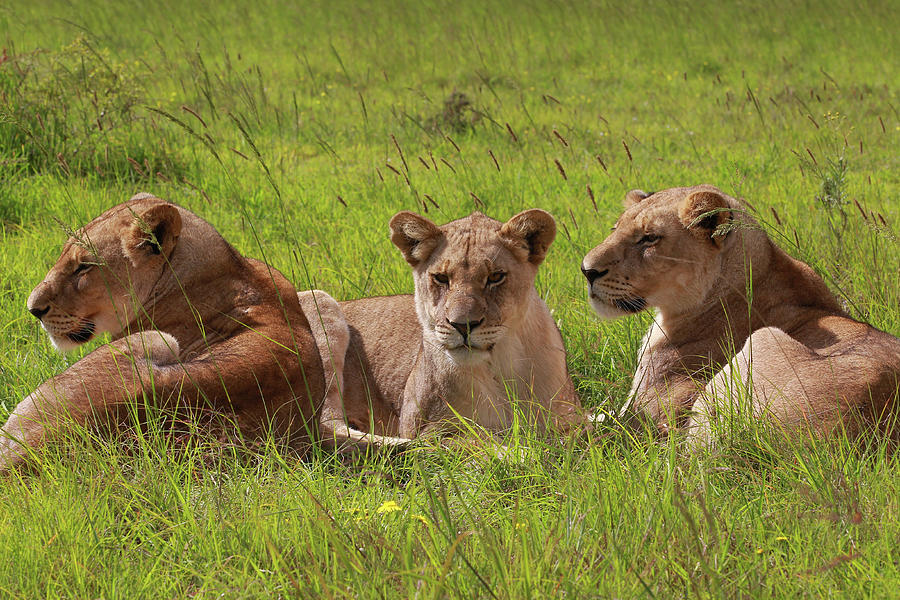 African Lions 016 Photograph by Bob Langrish | Fine Art America