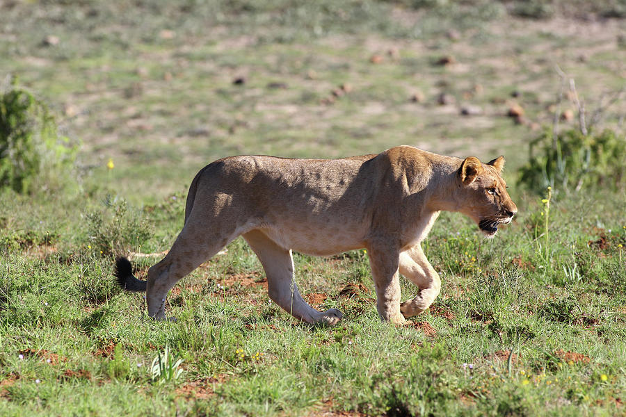 Animal Photograph - African Lions 039 by Bob Langrish
