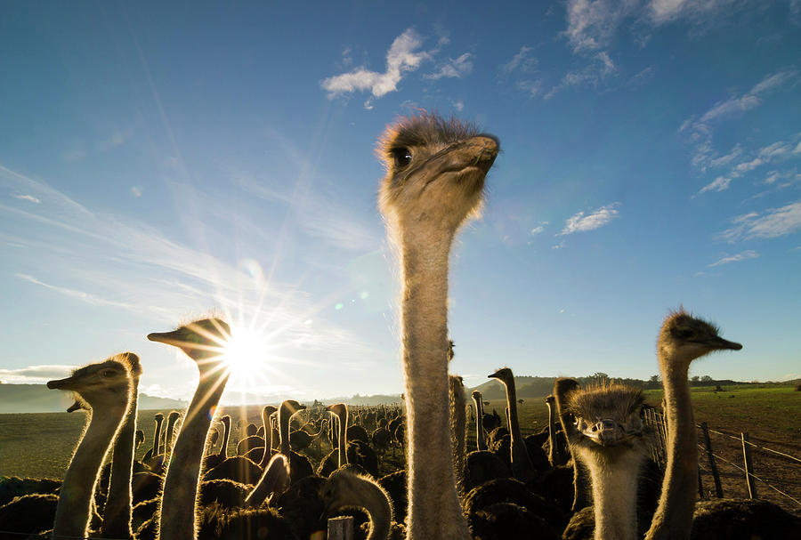 African Ostriches -struthio Camelus- Photograph by Dirk Bleyer