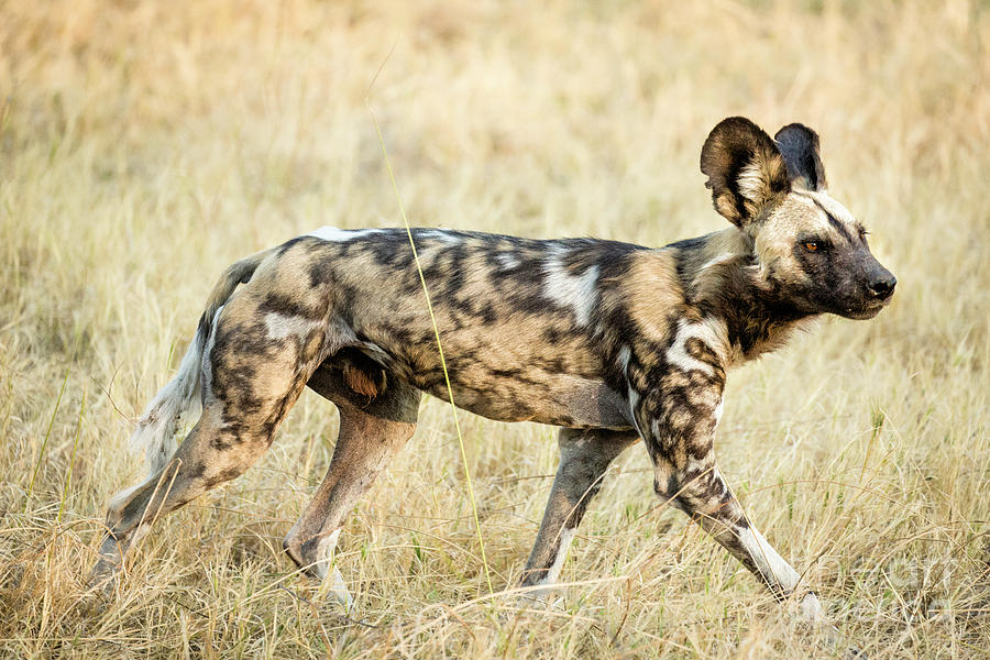 African Painted Wild Dog 1 Photograph by Timothy Hacker