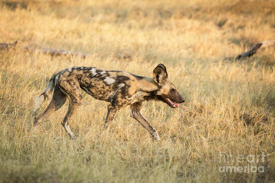African Painted Wild Dog 2 Photograph by Timothy Hacker
