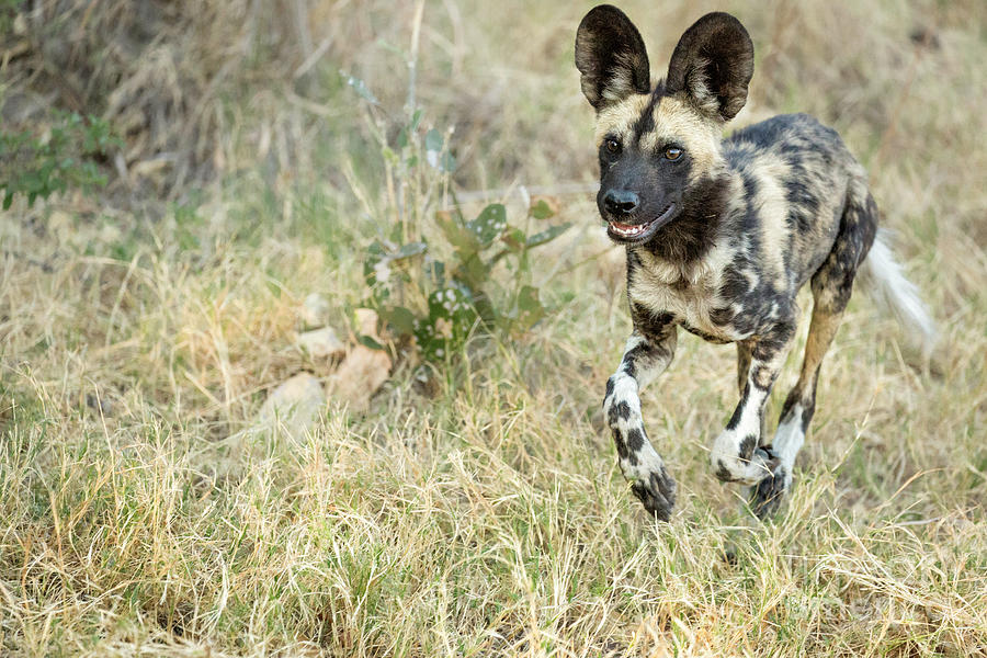 African Painted Wild Dog Photograph by Timothy Hacker