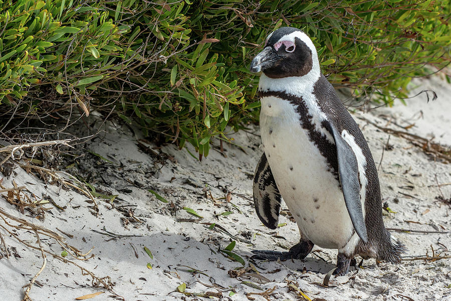 African Penguin Photograph by Douglas Wielfaert