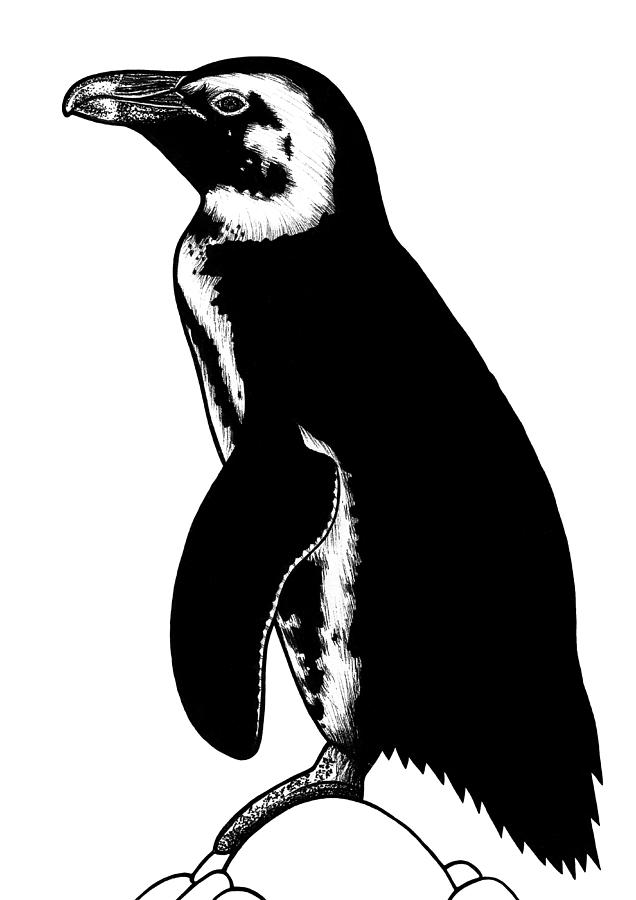 Penguin Drawing - African penguin - ink illustration by Loren Dowding