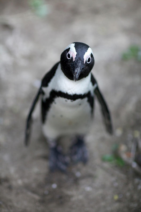 African Penguin Looking Up At Camera by Heinrich Van Den Berg