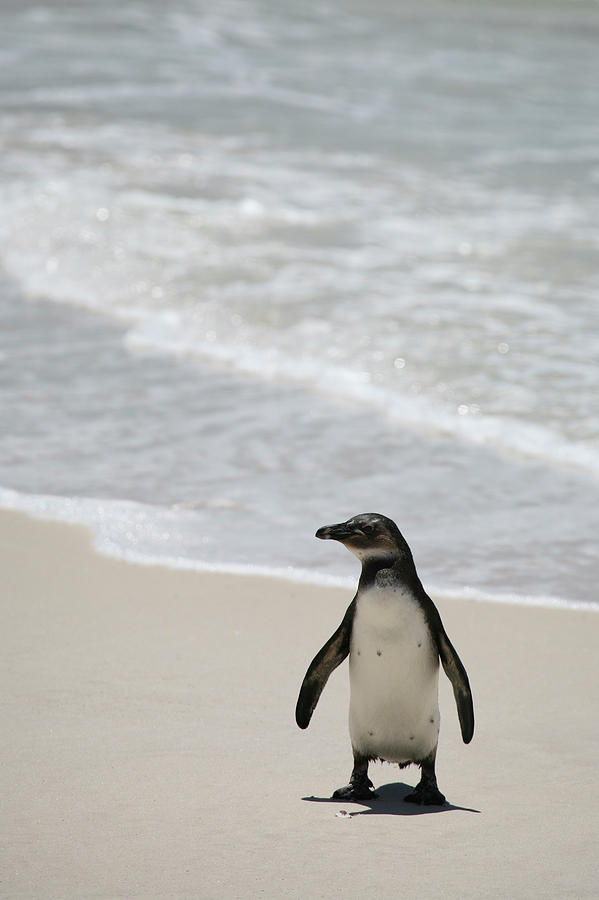African Penguin On Beach Photograph by Rich Thompson