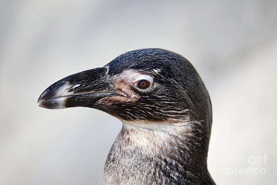 African Penguin Photograph by Rachel Morrison