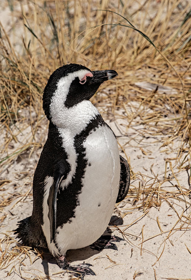 African Penguin Photograph by Robert Bolla