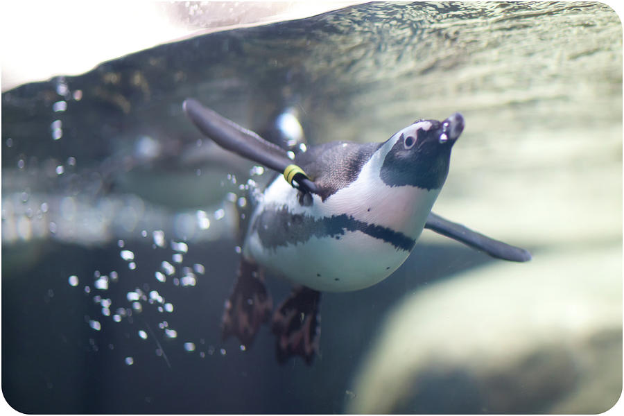 African Penguin Swimming Photograph by Suzanne Dehne