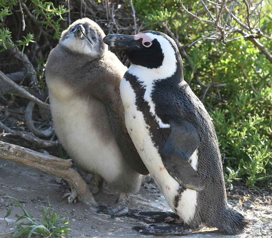 African Penguin with Chick Photograph by Ben Foster