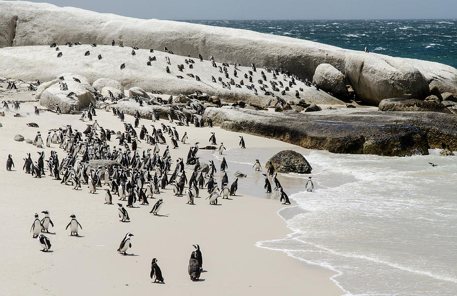 African Penguins at Boulders Beach. Photograph by Rob Huntley