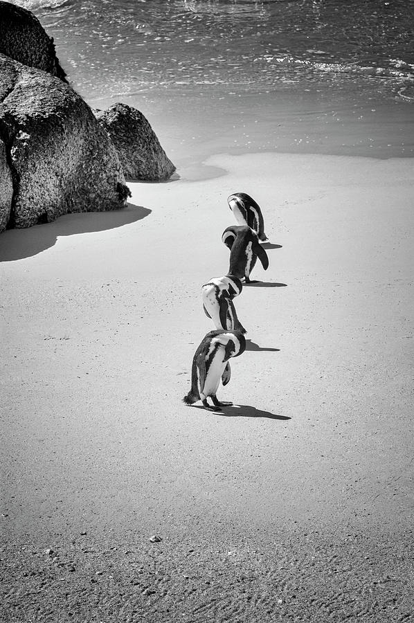 Black And White Photograph - African Penguins Line Up by Read Also kirsteins Shutter Bug At Larskirstein.com