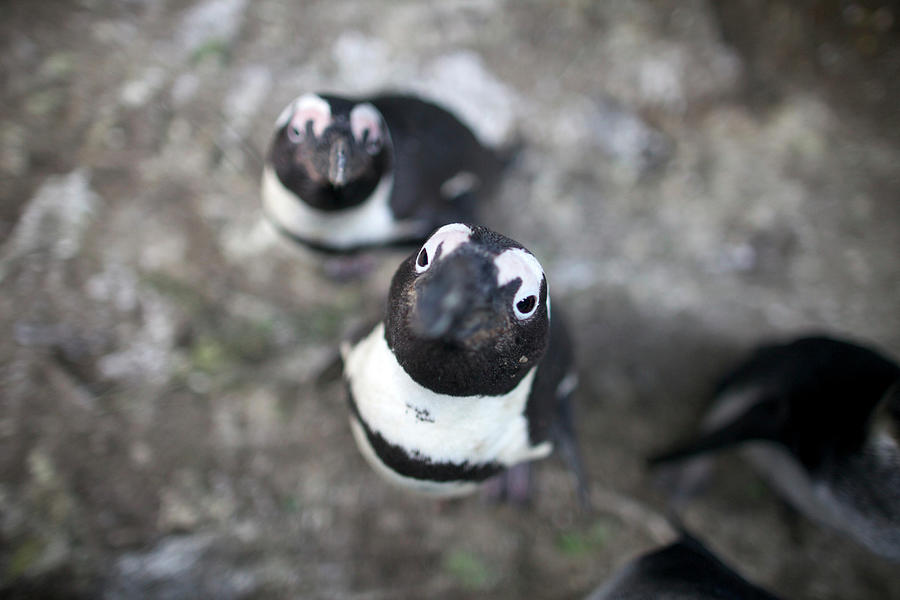 African Penguins Looking Up At Camera Photograph by Heinrich Van Den Berg