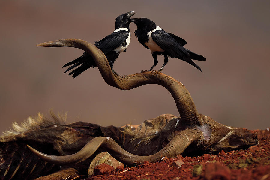 African Pied Crows On Greater Kudu Horn, South Africa Photograph by