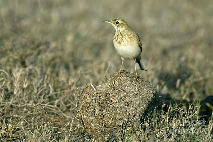 African Pipit Photograph by Peter Chadwick/science Photo Library