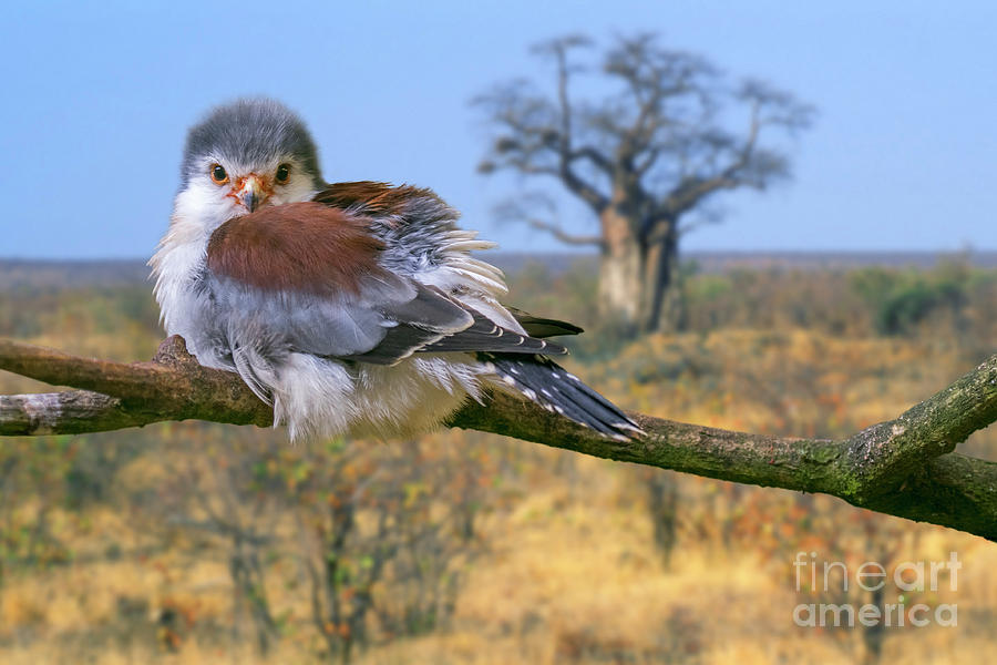 African Pygmy Falcon Photograph by Arterra Picture Library
